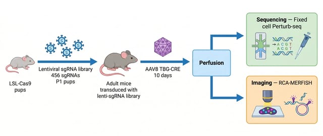 CRISPR Perturb-seq mouse experiment design diagram