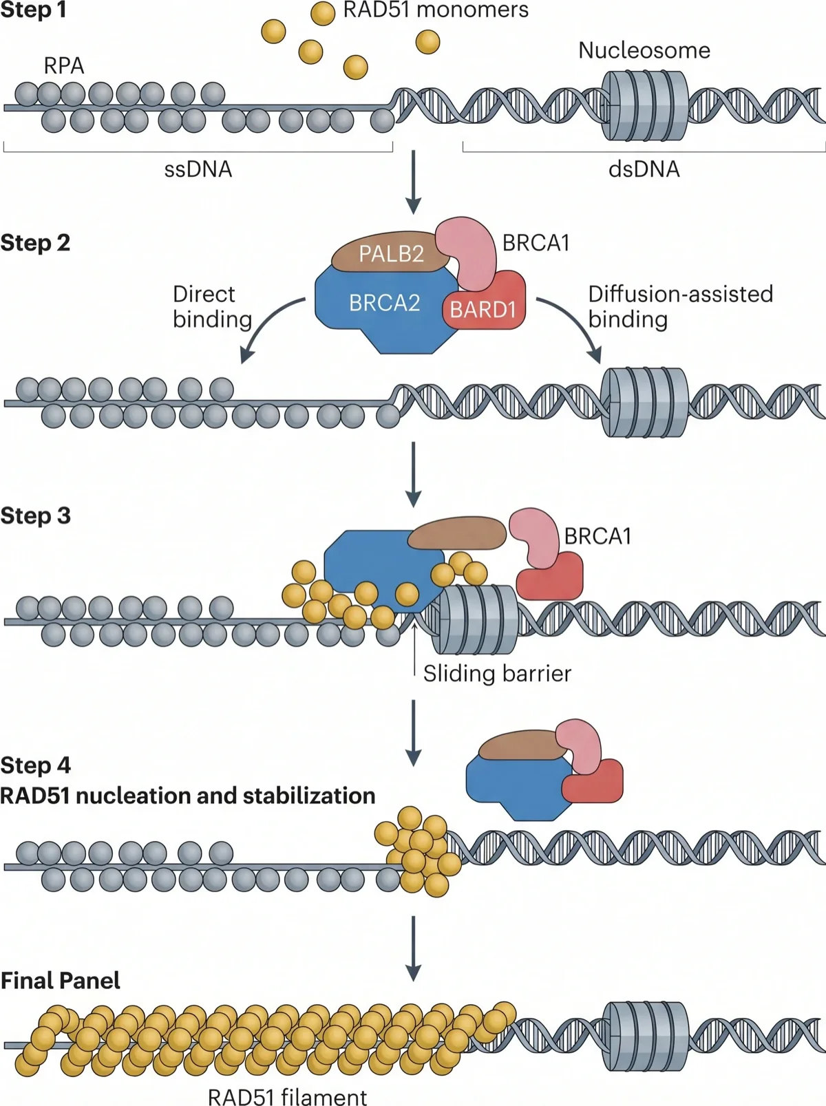 DNA Repair Mechanism